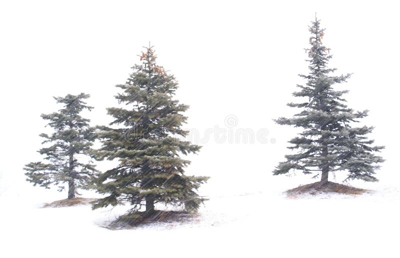 Pine trees