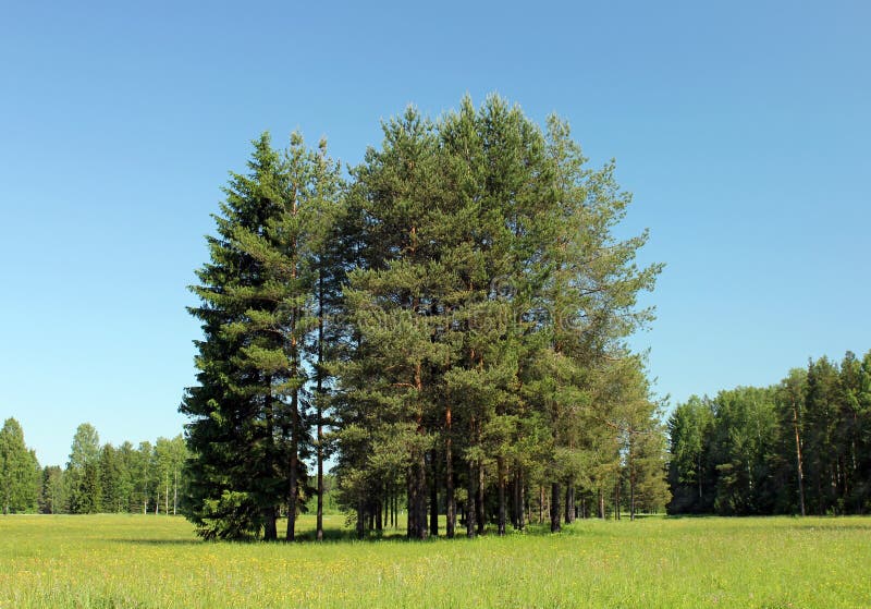 Pine Trees royalty free stock photos Pine Trees royalty free stock photos