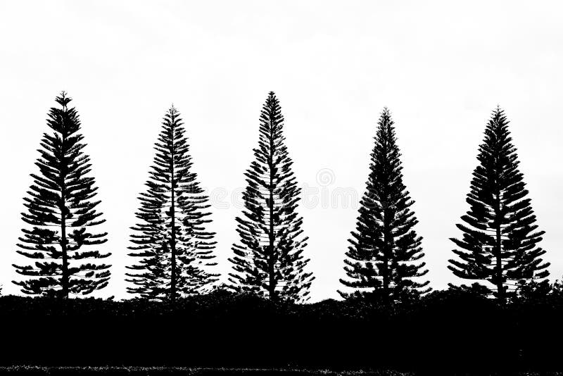Pine Trees Stock Photo Image Of Evergreen Five Contrast 38146192