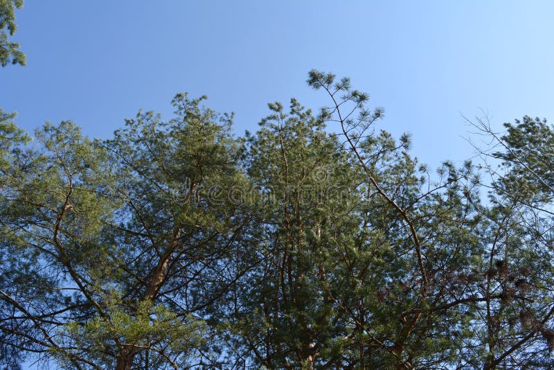 Pine trees on the background of blue sky. Coniferous forest royalty free stock image