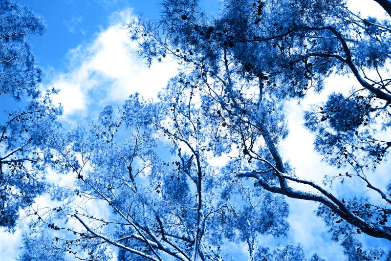 Pine Trees on Blue Sky Background. Classic Blue Color Concept. Stock Photo  - Image of color, beauty: 167102806