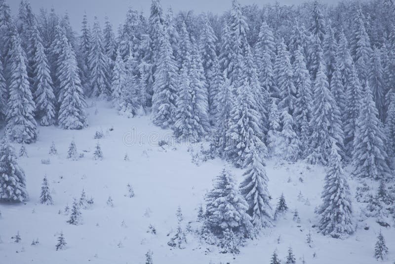 Pine trees covered by snow