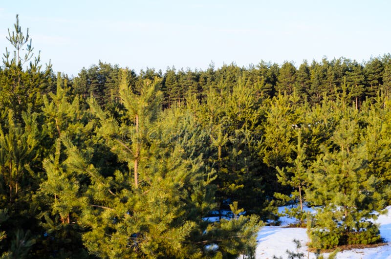 Pine trees in a forest stock photo. Image of hill, season 156014448