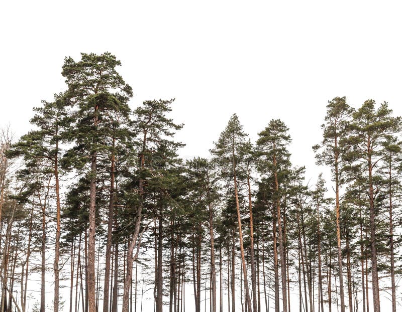Pine trees forest isolated on white background royalty free stock images