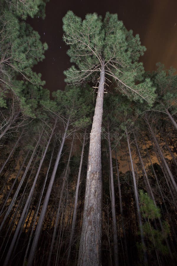 Pine Trees In A Forest At Night Stock Photos Image 30337863