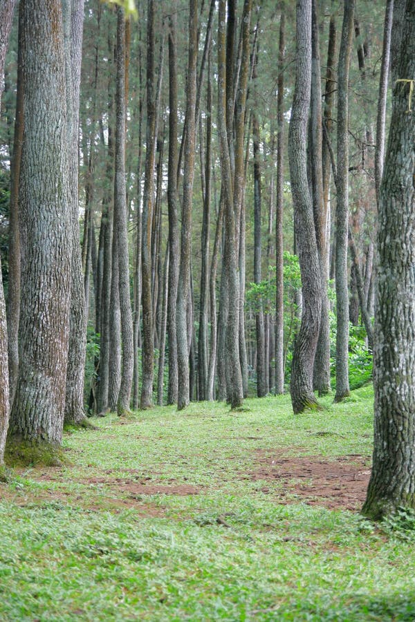 Sap Pine