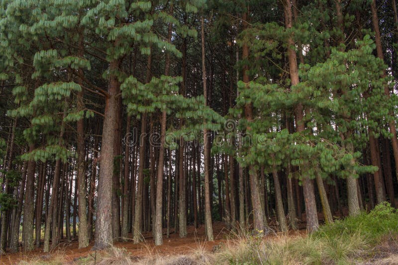 Pine trees in a forest