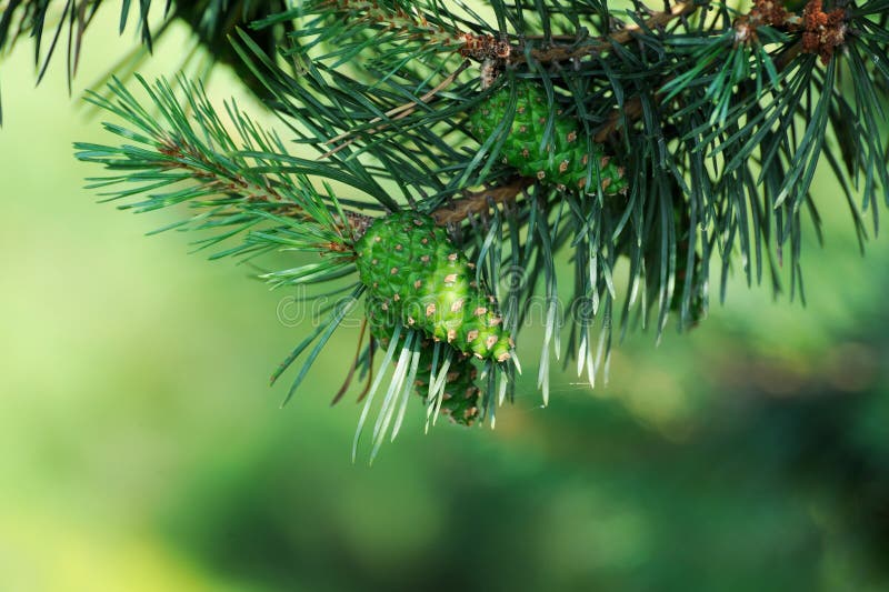 Pine trees with fresh pine cones and green pine needles