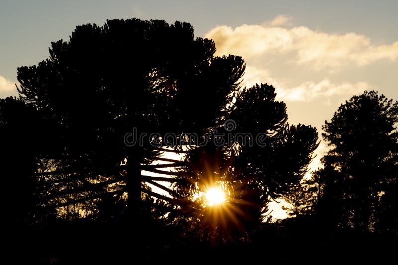 Pine Trees in Front of the Sun in Southwestern Brazil Stock Image