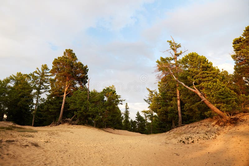 Pine Trees Grow on Sandy Soil. Walking Trees Stock Image Image of