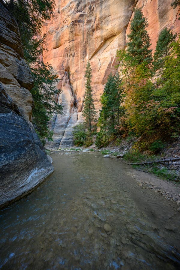 Pine Trees Grow Tall Along Wide Section of the Narrows Stock Photo