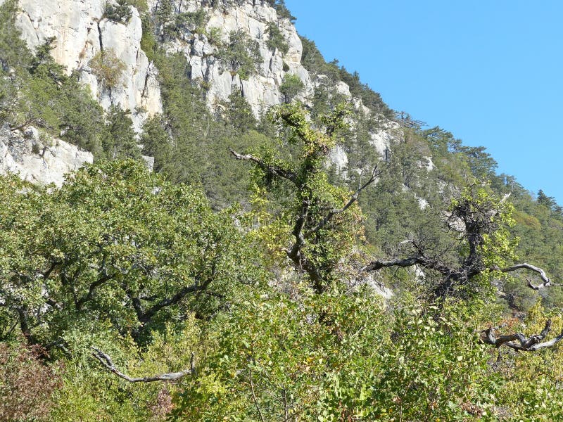 Pine trees growing on steep cliffs. The wild nature of the Crimea royalty free stock images