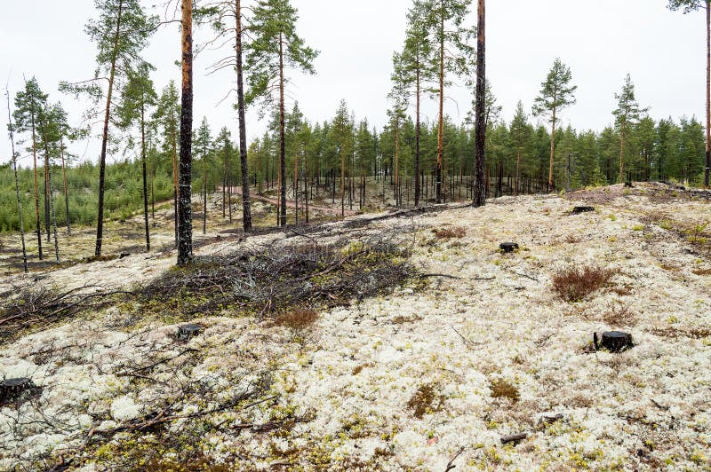 Pine trees on lichen covered sand dunes. Lichen is mostly Cladonia stellaris.