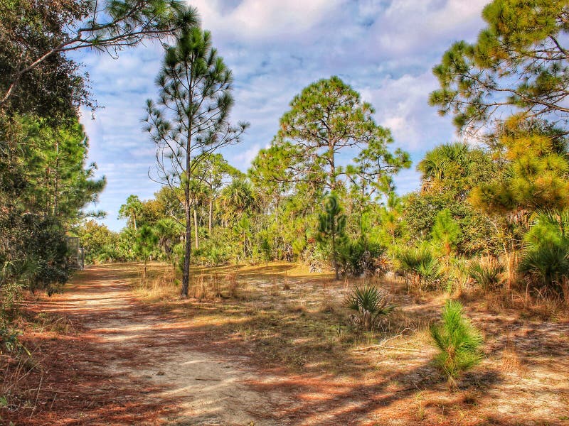 Florida Pine Trees stock image. Image of florida, leaves - 103718665