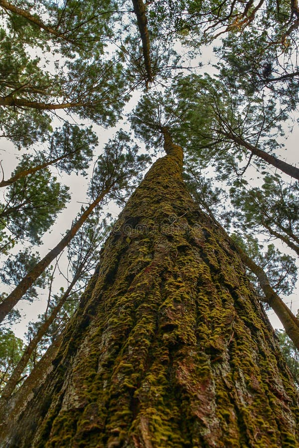 Various pine trees in Indonesia`s central java forest, various pine trees in Indonesia`s central java forest. Middle java stock images, royalty-free photos and pictures