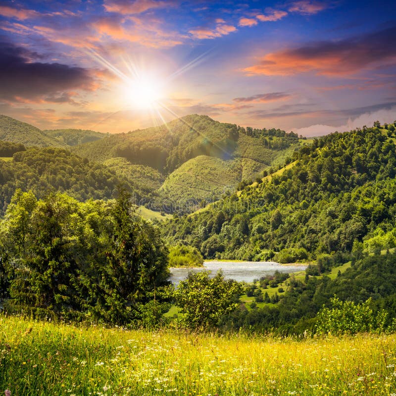 Pine trees near meadow in mountains at sunset