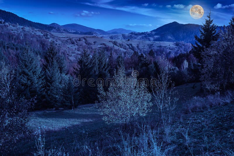 pine trees near valley in mountains and autumn forest on hillside under blue sky with clouds