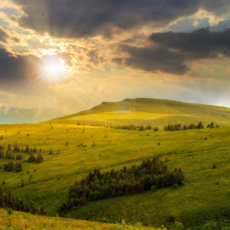 Pine trees near valley in mountains on hillside at sunset