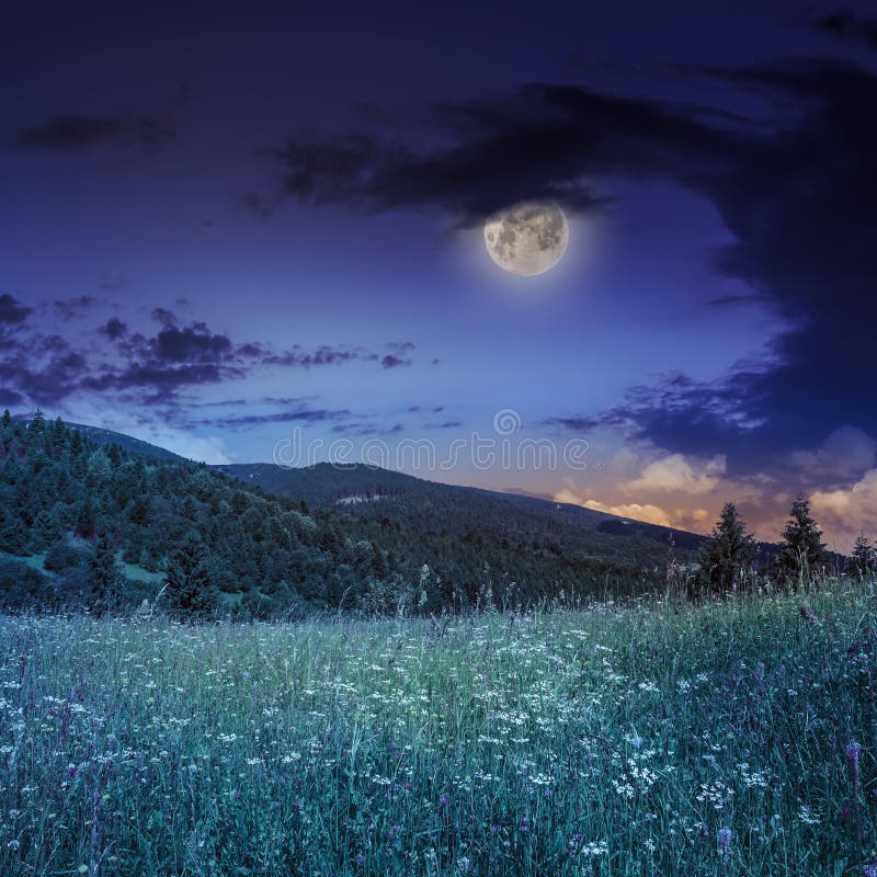 Pine trees near valley in mountains on hillside under night sky