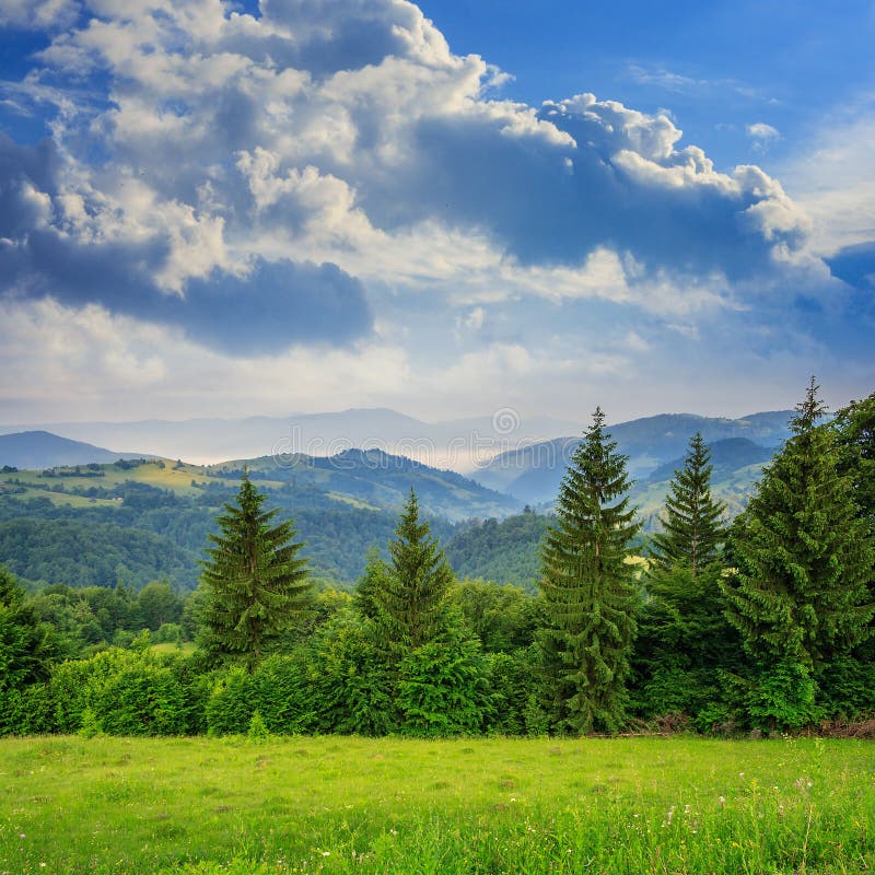 Pine Trees Near Valley in Mountains on Hillside Under Sky with Stock ...