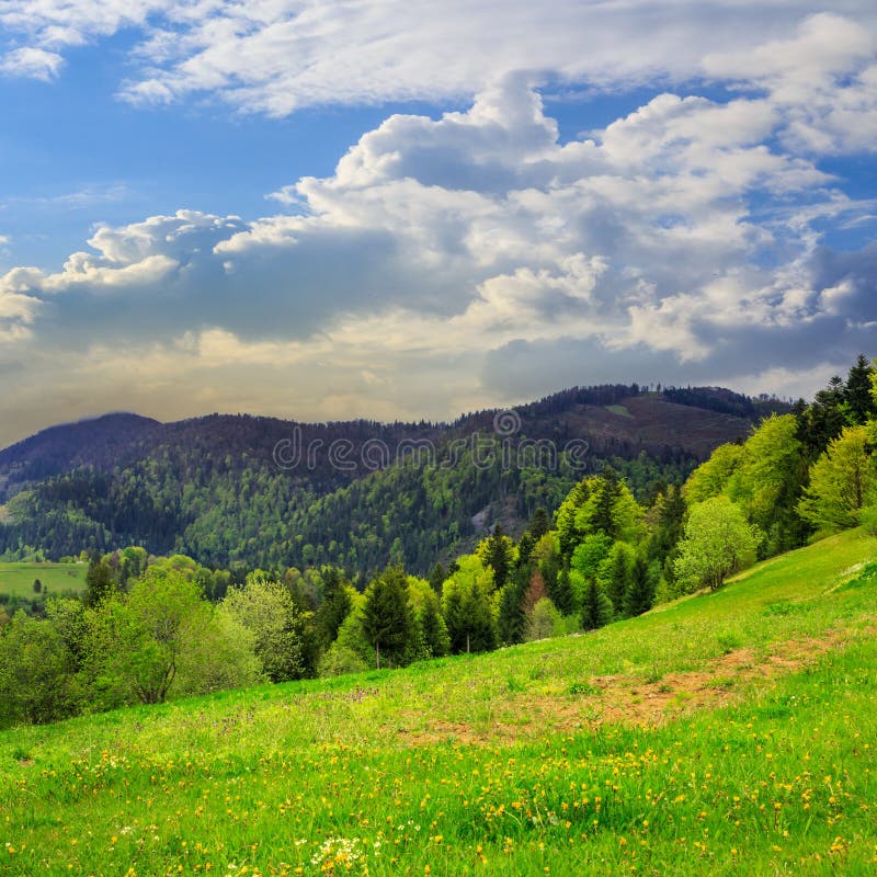 Pine Trees Near Valley In Mountains Stock Photo - Image of tree, plant ...