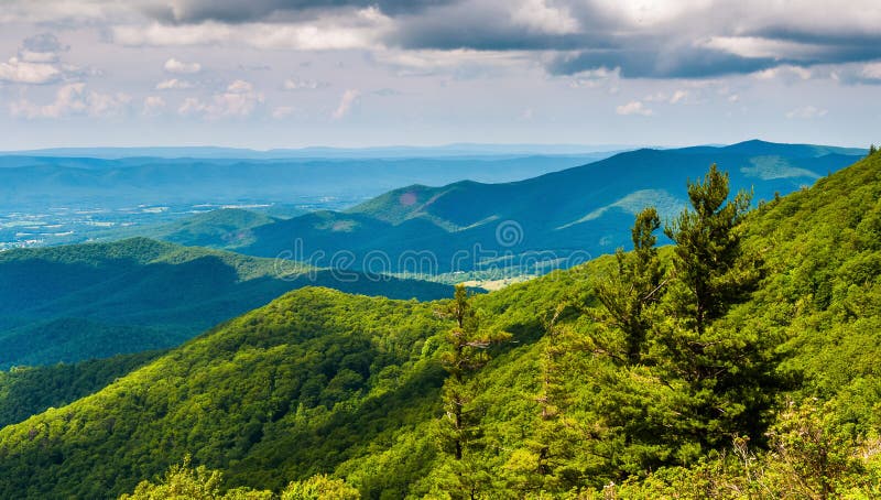 Pine Trees And Overlook Of The Blue Ridge Mountains In ...