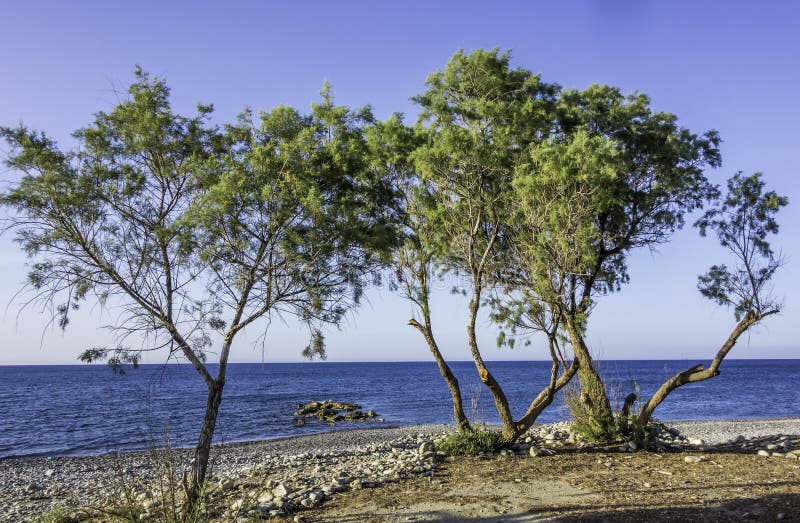 Pine Trees on a Pebble Seashore Stock Photo Image of plant, water