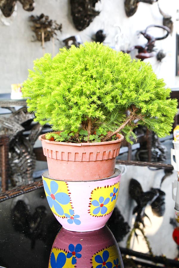 Pine trees in pots stock photo. Image of outdoor, park 33967474