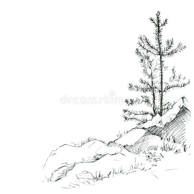 Pine Trees And Rocks Stock Vector Illustration Of Black Pine Trees And Rocks Stock Vector Illustration Of Black