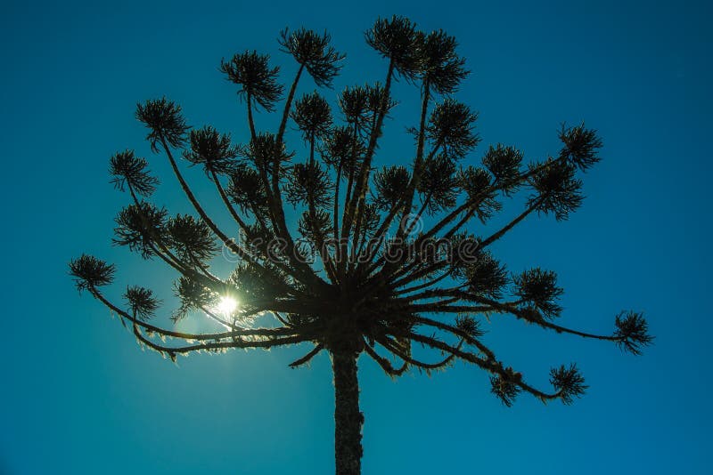 Pine trees with sunlight passing through branches stock images Pine trees with sunlight passing through branches stock images