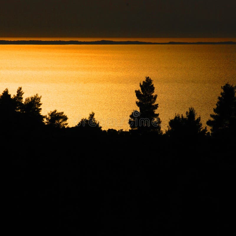 Pine trees at sunset