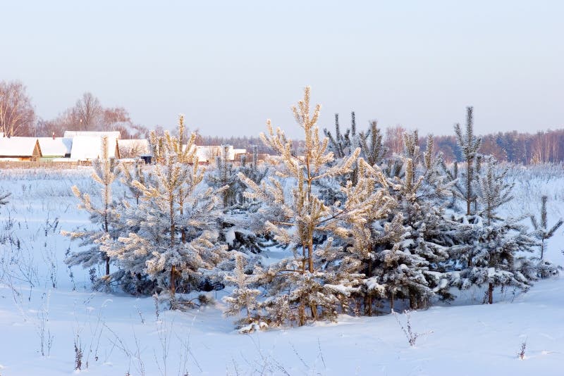 Pine-trees under snow