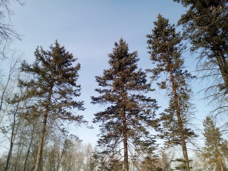 Pine trees in winter mixed forest on the background of blue sky royalty free stock photos