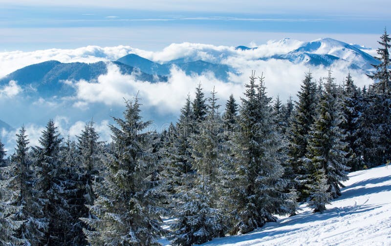 Pine trees in winter mountains