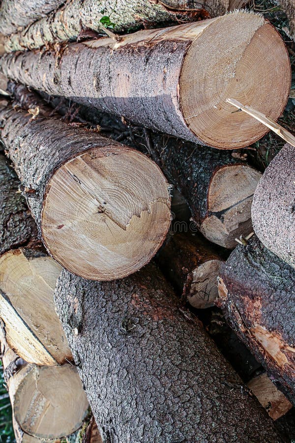 Pine Trunk Sawed Billet Building Materials Large Trees Pile Background
