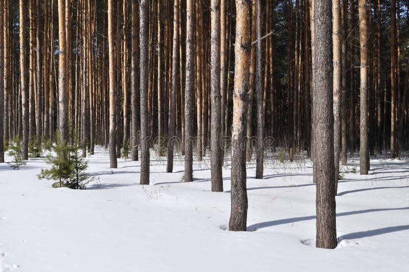 Pine trunks in winter forest edge