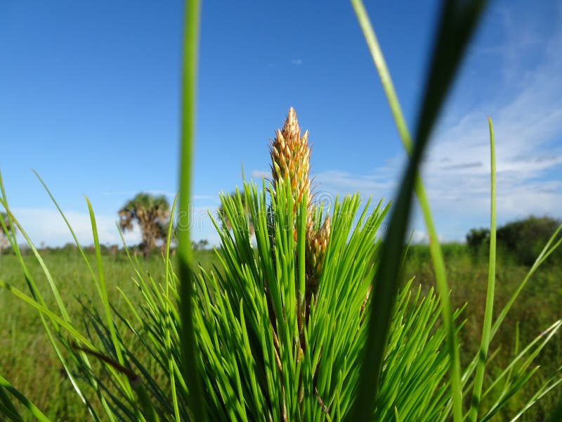 Pine weed in swamp stock photo. Image of plant, natural 108419150