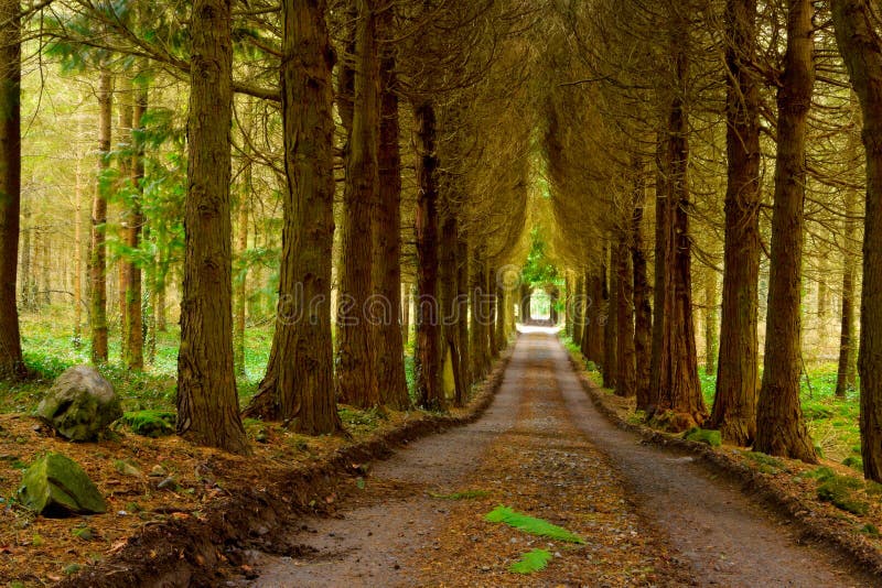 Pine wood and vanishing road