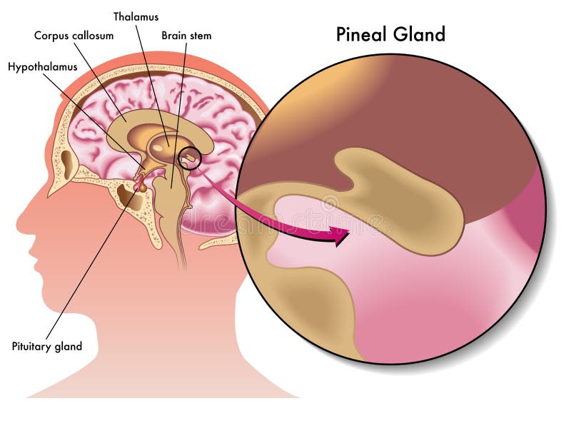 Médico ilustraciones de glándula a su posición.