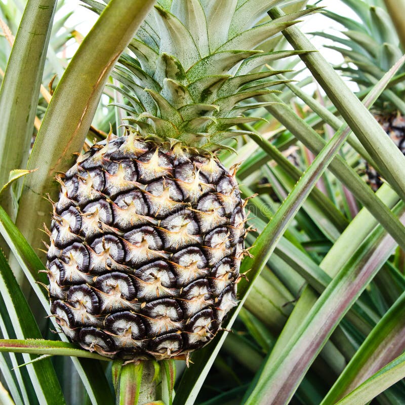 Pineapple plant stock photo. Image of nutrient, juice 26619478