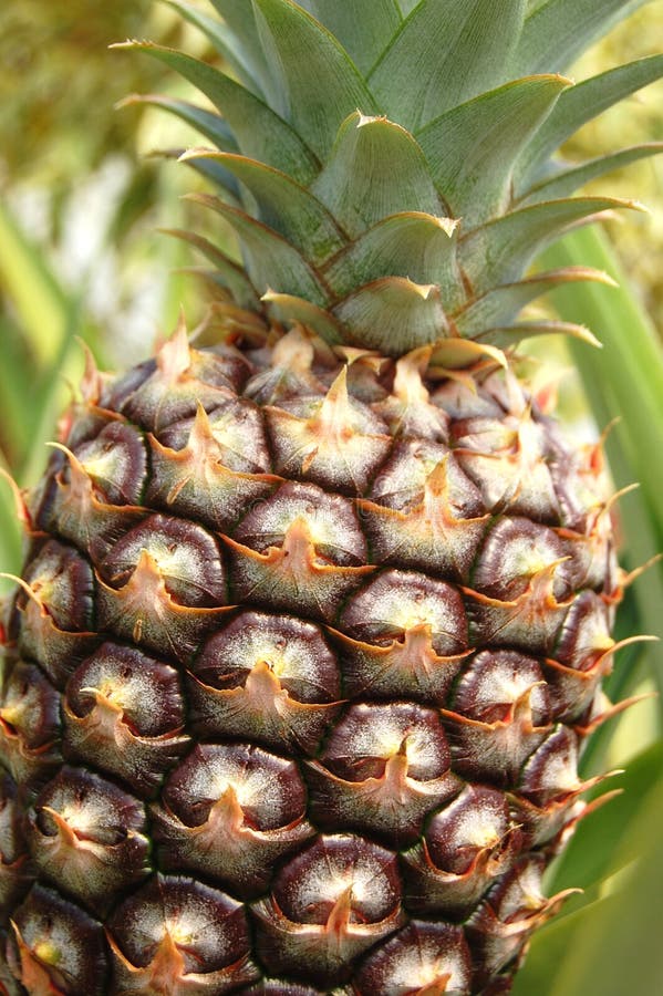 100+ Pineapple detail Free Stock Photos StockFreeImages