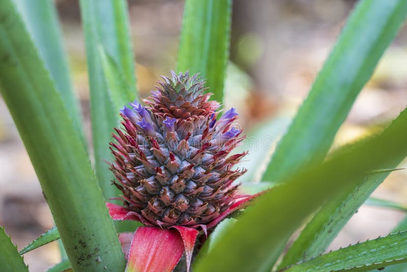 Pineapple baby flower and green leaves in the farm garden, small tropical fruit close up