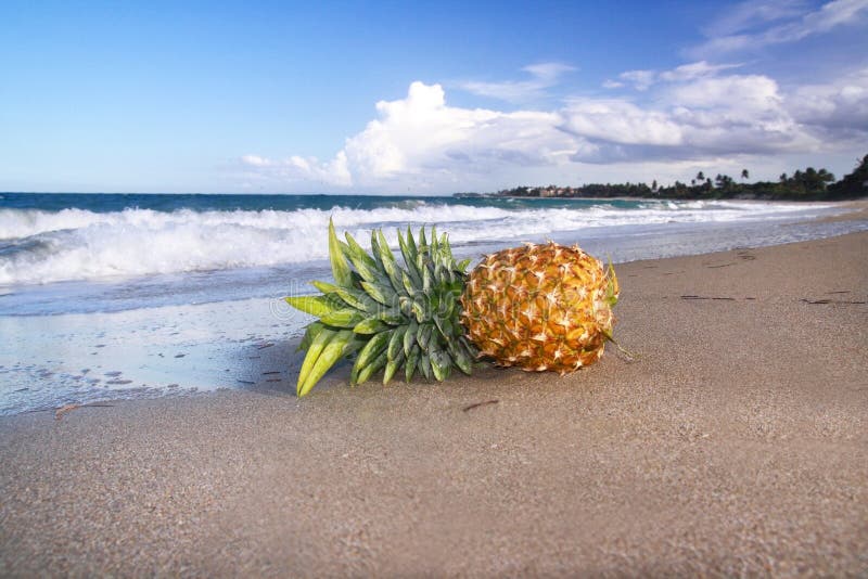 Pineapple on Beach of Ocean Stock Image Image of lagoon, comosus