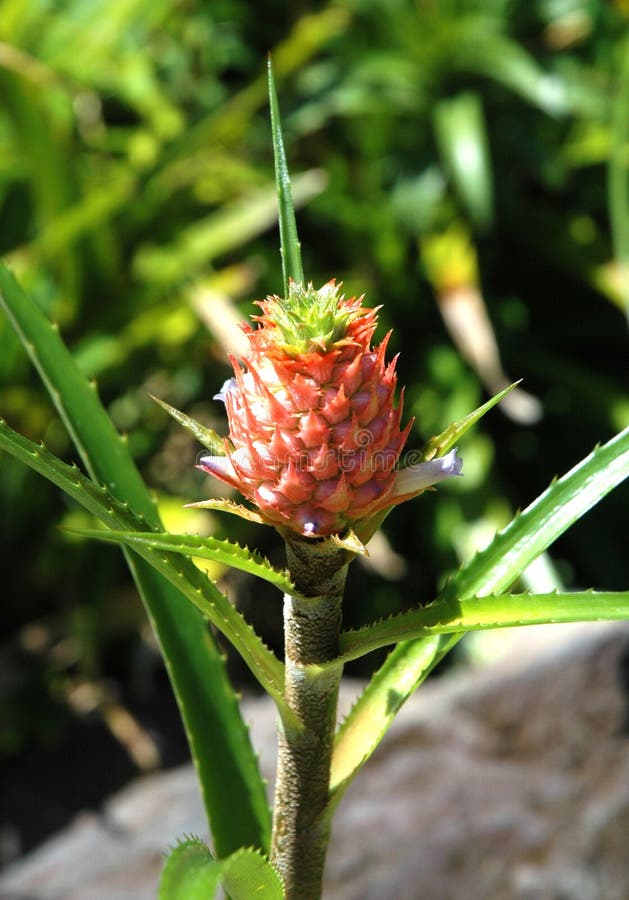 Pineapple bud closeup stock photo. Image of yellow, tropical 28552180