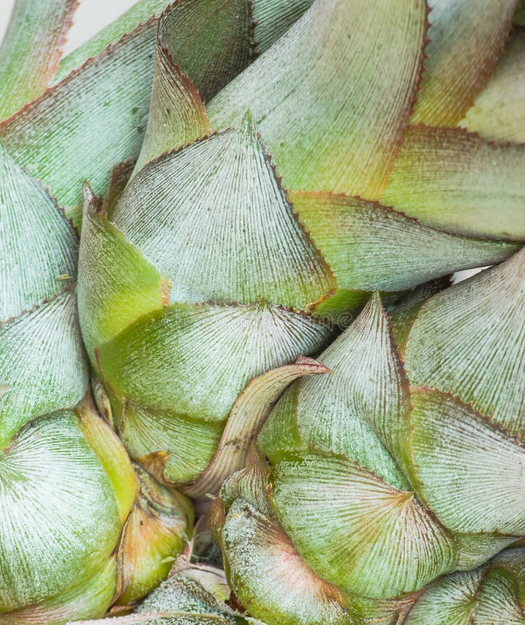 Pineapple bud stock photo. Image of garden, close, natural 66520420