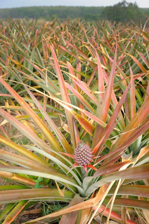 Pineapple stock image. Image of country, summer, sweet 38938547