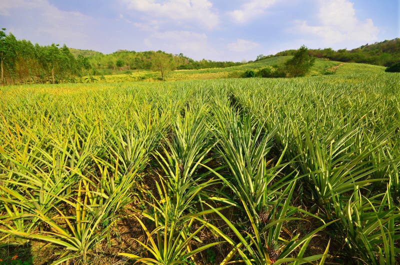 Pineapple farm