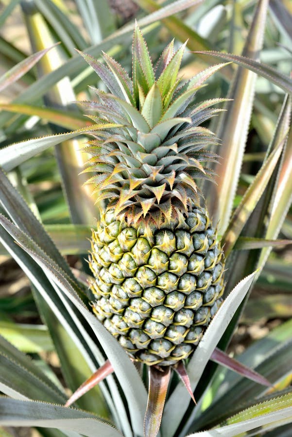 Pineapple farm stock image. Image of healthy, organic 37630519