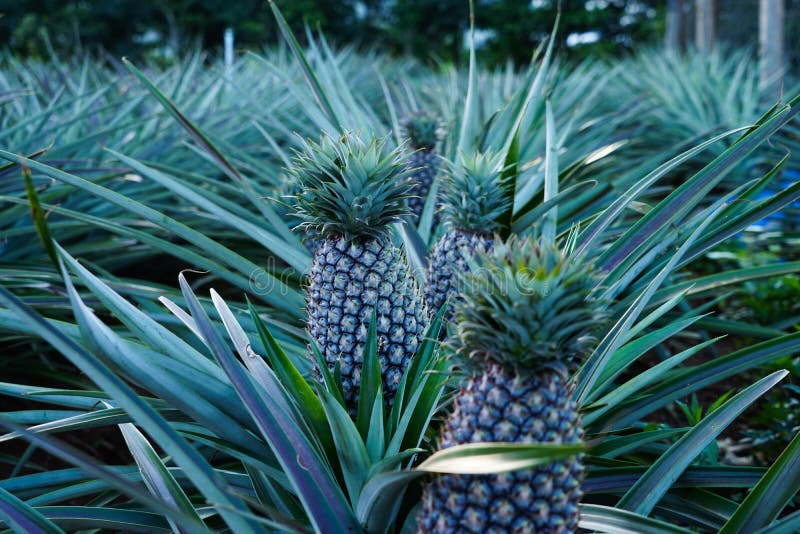 A pineapple farm stock image. Image of field, garden 149490805