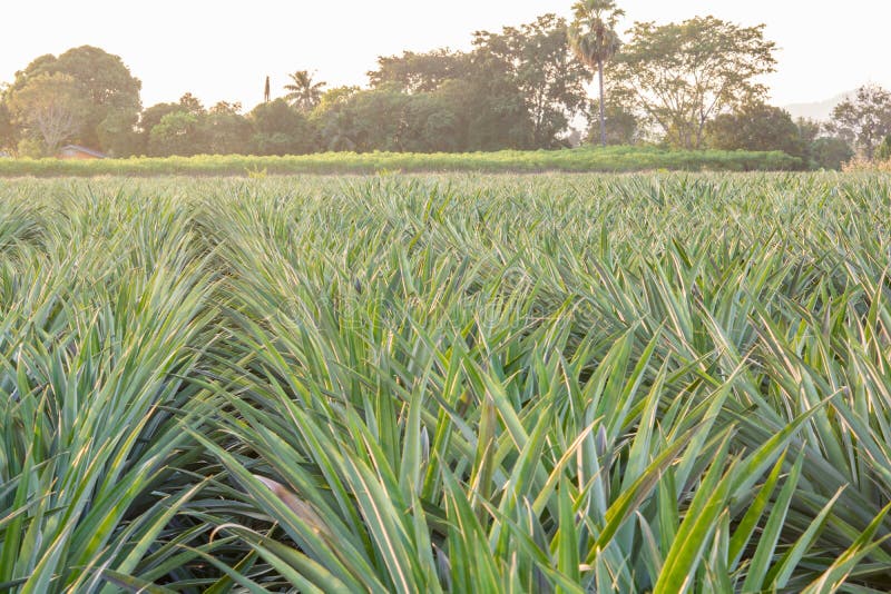 Pineapple Field Fruit Farm Growing With Mountain Nature Stock Image